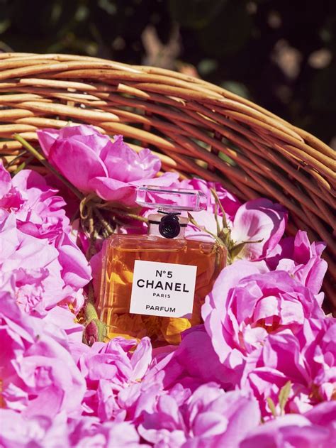 chanel n 5 gelsomino